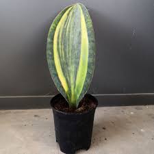 Let me dispel a very common myth about sansevieria though. Indoor Plant Sansevieria Lidah Buaya Masoniana Variegated Whale Fin Without Soil And Pot Shopee Malaysia