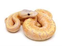 Banana Lemon Blast Ball Python Morphs Ball Python Snake Lovers