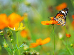 Kết quả hình ảnh cho bướm