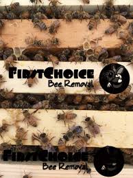 Maybe you would like to learn more about one of these? Orlando Bee Removal Call Now 321 204 3248 For A Free Quote