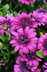Osteospermum is a genus of about 70 species of subshrubs, herbaceous perennials and annuals. Osteospermum 3d Double Purple Buy Online At Annie S Annuals