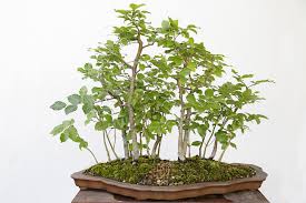 The Magic World Of Bonsai