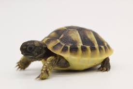 Captive bred baby snapping turtles for sale really aren't as scary as they look. Arizona Tortoise Compound