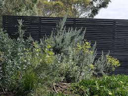 Image result for Indigofera oxalidea