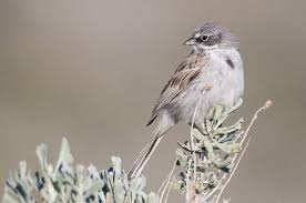 Image result for Vepris sansibarensis