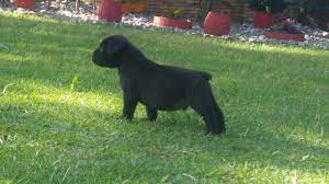 4 males & 3 females vet checked and innoculated… eastern cape › port elizabeth Boerboel Puppies For Sale Port Elizabeth Dogs Puppies Public Ads 145537