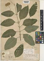 Image result for Bothriocline inyangana