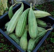 Luffa must be started indoors 4 weeks before transplanting after last frost. 30 Idees De Luffa Jardins Eponge Vegetale Fabriquer Du Savon