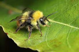 Check spelling or type a new query. Leesha Hannigan On Twitter Bumblebees Are Just Adorable Fluffy Little Flying Bears