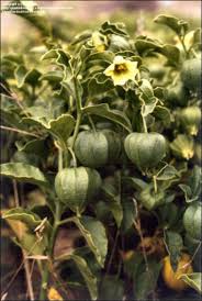 Image result for Physalis viscosa