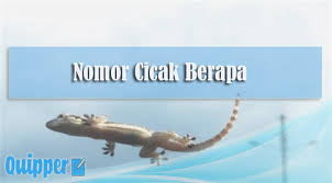 Seperti halnya pada saat mimpi melihat cicak ini, sebagian orang banyak yang menafsirkan sendiri dan terkadang dapat dikaitkan dengan perjudian online. Nomor Cicak Berapa 2d 3d 4d Primbon Jawa Erek Erek