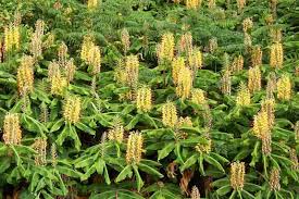 Image result for Helichrysum moggii