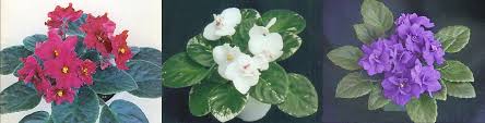African violets ( saintpaulia species) are excellent indoor flowering plants. Curiosities Of Colour African Violet Society Of Wa Inc