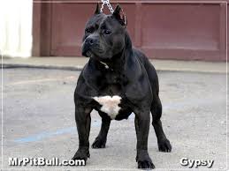 Black American Pitbull Wallpapers Pitt Bull Black Pitbull Dog Black Pitbull Pitbulls