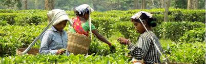 Nilgiri tea grown in the hills of the nilgiris mountains and one of the major tea growing zones in india. Addressing Gender Based Violence In Tea Gardens In Assam India Idh The Sustainable Trade Initiative