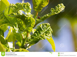 Citrus Psylla Disease On Lemon Tree Leaf Stock Photo Image Of Infection Leaves 27999318