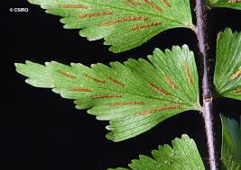 Image result for Asplenium linckii