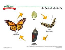 Diagrams have been used since ancient times on walls of caves, but became more prevalent during the enlightenment. Science A Z Science Diagrams Visual Teaching Tools