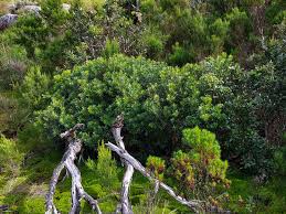 Image result for Myrica serrata