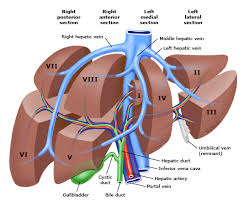 Liver picture, diagram locating liver pain. Segmental Anatomy Of Liver Uptodate