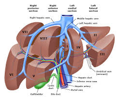 Most liver diseases damage your liver in similar ways and for many, the progression of liver disease looks the same regardless of the underlying disease.early diagnosis of someone's liver disease may prevent any damage from occurring in the liver. Segmental Anatomy Of Liver Uptodate