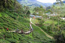 Sungai palas boh tea plantation is a famous tourist attraction in cameron highlands, pahang. Boh Tea Centre Sungai Palas Cameron Highlands Malaysian Flavours