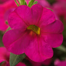 Image result for Stolzia kalkhof-roseae