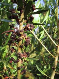 Image result for Myrica pilulifera