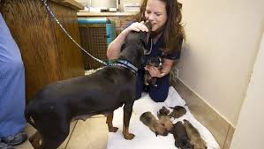 Brandywine veterinary hospital, wilson, north carolina. Animal Shelter S Pregnant Pets Stir Debate