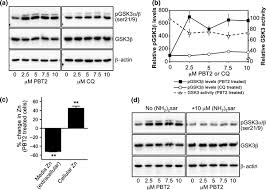 Check spelling or type a new query. The Alzheimer S Therapeutic Pbt2 Promotes Amyloid B Degradation And Gsk3 Phosphorylation Via A Metal Chaperone Activity Crouch 2011 Journal Of Neurochemistry Wiley Online Library