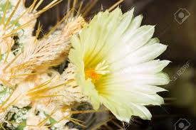 It also flowers within 6 months of germination. Bearing Pale Yellow Flower Of A Parodia Magnifica Succulent Plant Eriocactus Magnificus Blossoming In Summer Stock Photo Picture And Royalty Free Image Image 57878557