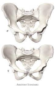 The pelvic cavity is a body cavity that is bounded by the bones of the pelvis and which primarily contains reproductive organs and the rectum. Pelvis Gender Differences Of Pelvic Anatomy