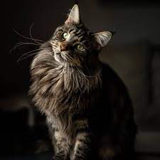manx kedisi kuyruksuz kedi ozellikleri ve bakimi pet ihtiyac