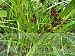 Image result for Cyperus longicarpus