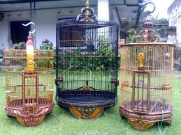 Selain sangkar burung plus aquarium masih ada banyak lagi sangkar burung unik lainnya seperti sangkar burung ala china sangkar burung minimalis sangkar burung gabungan meja hingga sangkar burung berbentuk. 18 Cara Merawat Kacer Dengan Mudah Dan Tepat Haipedia Com