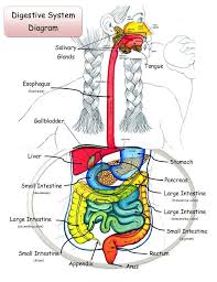Pancreas, liver, and gallbladder | chapter 15. Pin On Kidney Diagram Anatomy
