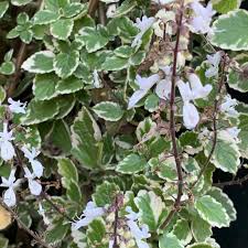 Image result for Plectranthus elegans