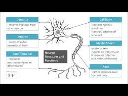 What is the cell body function. Diagram Neuron Structures And Functions Cell Body Axon Myelin Sheath Dendrite Youtube