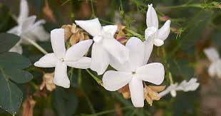 Image result for Jasminum pauciflorum