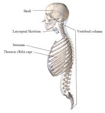 Related posts of thoracic cage diagram labeled. Label All The Bones Of The Cranium And Facial Skeleton Studydaddy Attachments