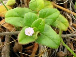Image result for Boerhavia repens