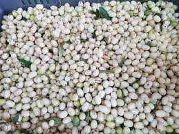 Healthy Oil From Wild Olives Lab Manager