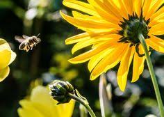 Join facebook to connect with honeybee flowers and others you may know. Flower Delivery Glendale Flowerdeliveryglendale Profile Pinterest