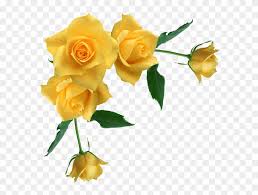 We did not find results for: Yellow Rose Flower Free Png Transparent Images Free Yellow Flower Border Transparent Clipart 1138398 Pikpng