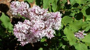 This shrub measures 4 to 9 feet at maturity. Miss Kim Lilac Plant Care Growing Guide