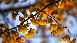 There is only one species of ginkgo present on earth unlike most gymnosperms, female plants do not produce cones. South Korea Seoul Grapples With Smelly Gingko Problem Bbc News