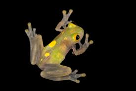 Image result for glass frog