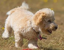 We did not find results for: How Much Do Cavapoo Puppies Cost Real Examples Included