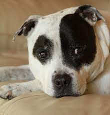Staffordshire Bull Terrier Lifespan Temperament The Good The Bad And The Different Dogvills