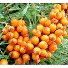 Image result for Hippocratea buchananii
